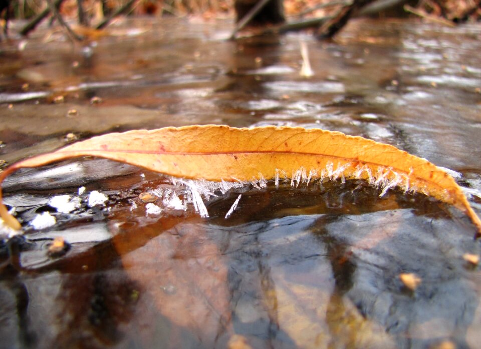 Fallen foliage ice puddles