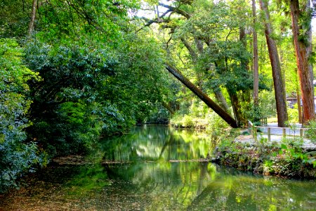 Magatamaike Pond - Geku, Ise Shrine - Ise, Mie, Japan - DSC07874