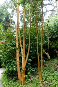 Luma apiculata - Trebah Garden - Cornwall, England - DSC01672