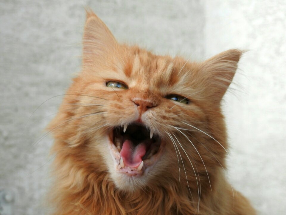 Meow domestic cat red mackerel tabby