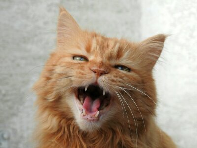 Meow domestic cat red mackerel tabby photo