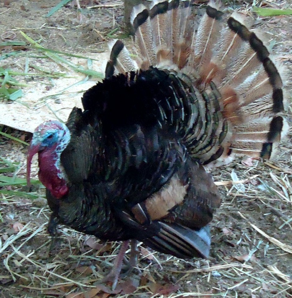 Male turkey