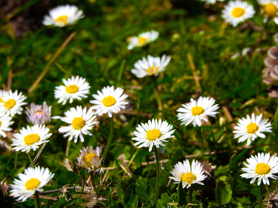 Wildflowers white flower mountain