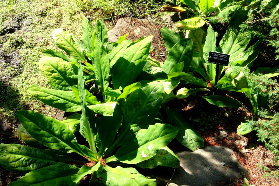 Lysichiton americanus - VanDusen Botanical Garden - Vancouver, BC - DSC06724