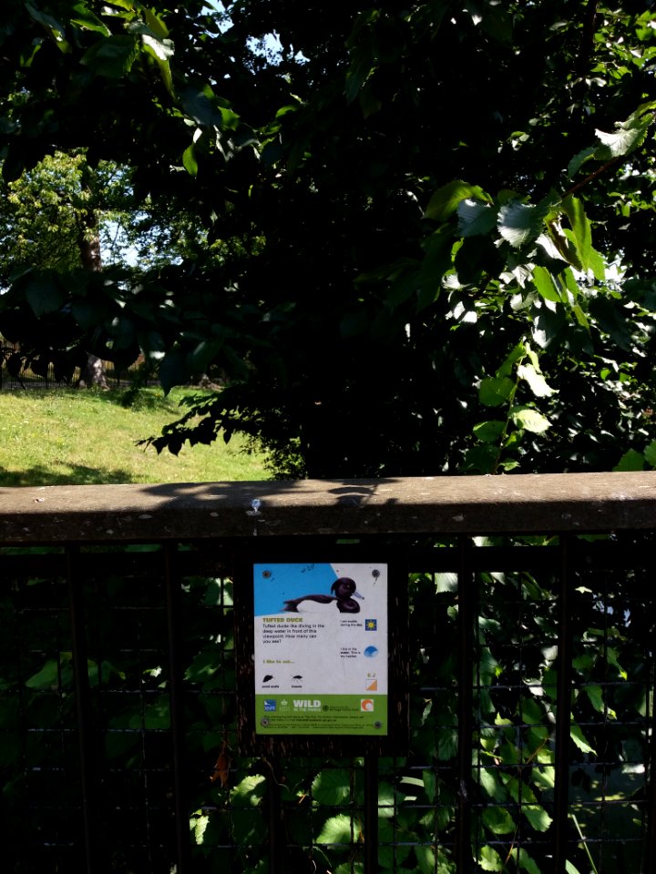 London - Regent's Park, tufted duck sign