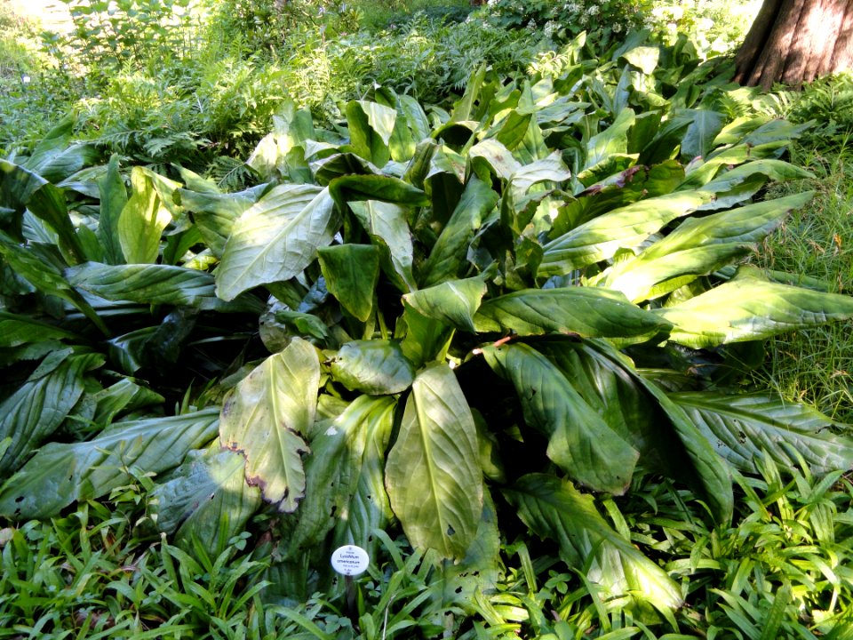 Lysichitum americanum - Botanischer Garten, Frankfurt am Main - DSC02527