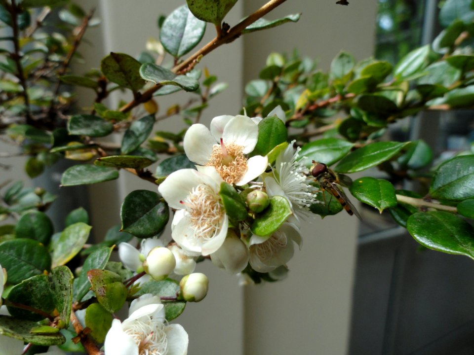 Luma apiculata - Palmengarten Frankfurt - DSC01976