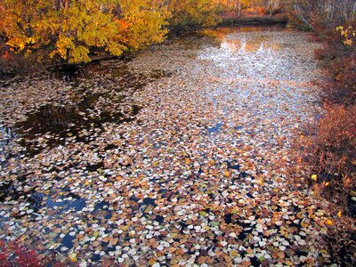 Water puddle the leaves on the water photo