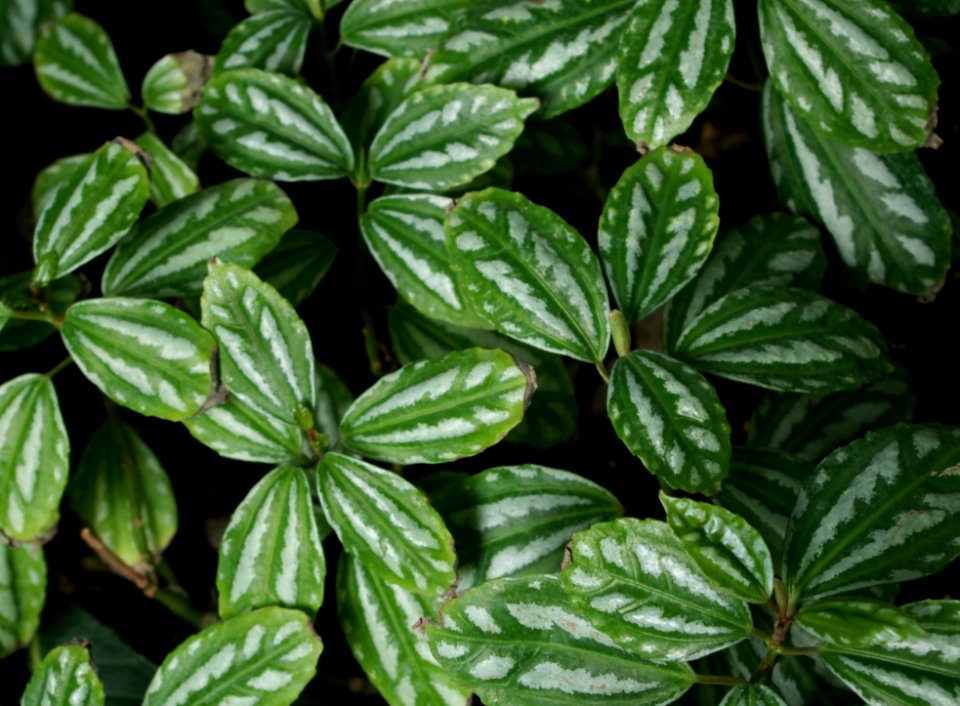 Malvaviscus conzatti