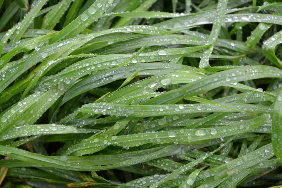 Nature drop of water droplets of water