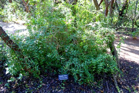Malpighia glabra - Zilker Botanical Garden - Austin, Texas - DSC08751