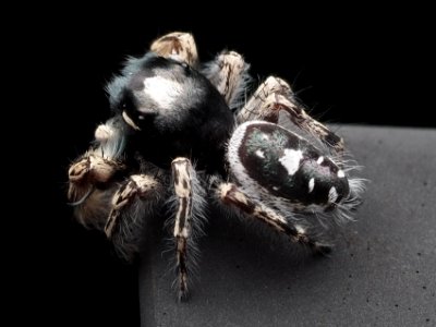 Male Phidippus putnami 11