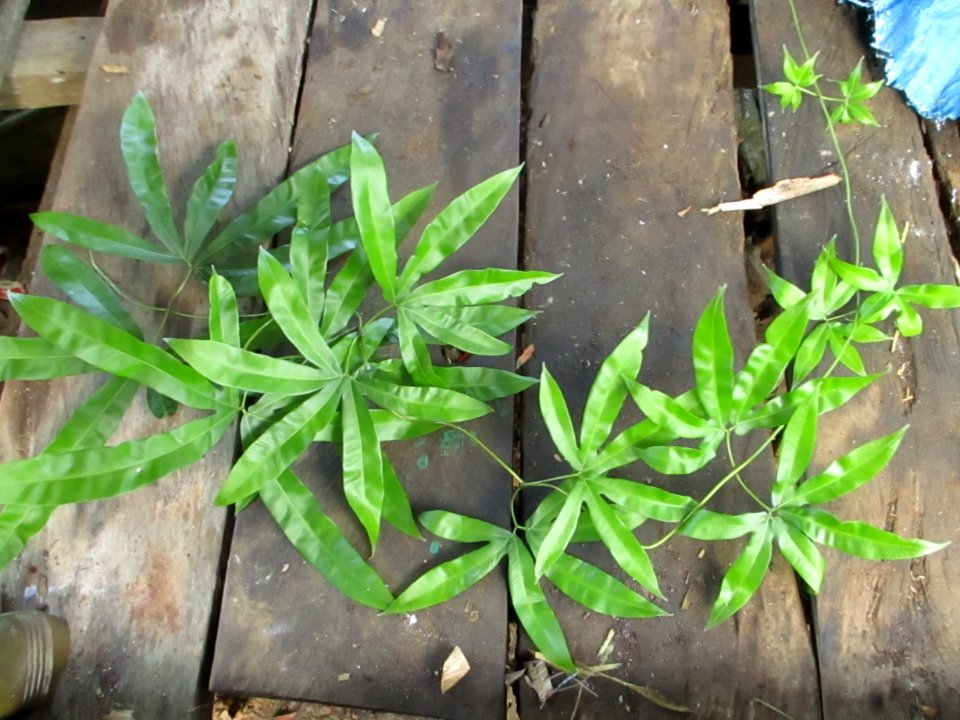 Malay climbing fern (Lygodium circinatum) Buton Island 2