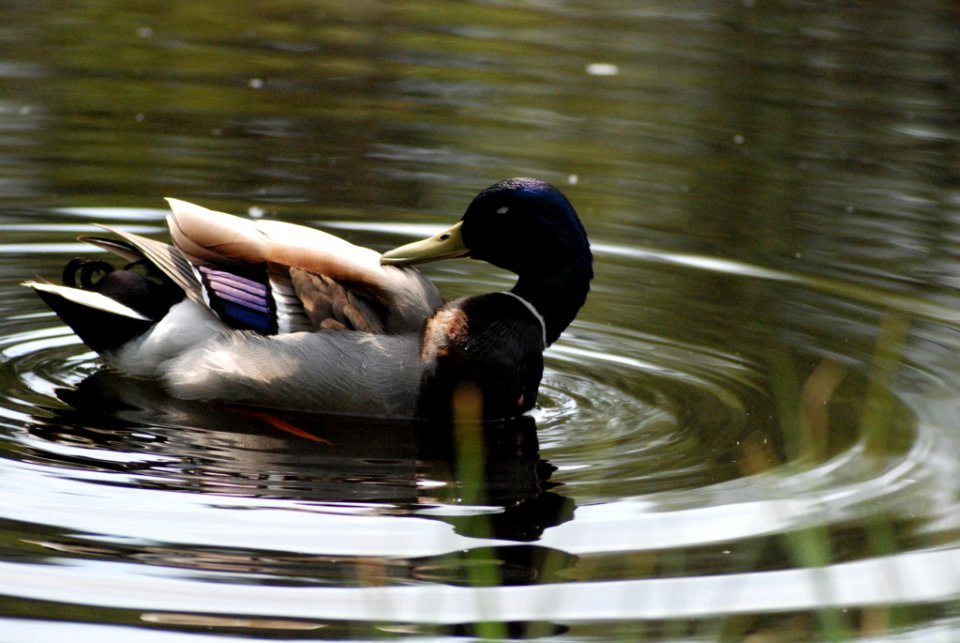 Mallard drake preening (158415201)