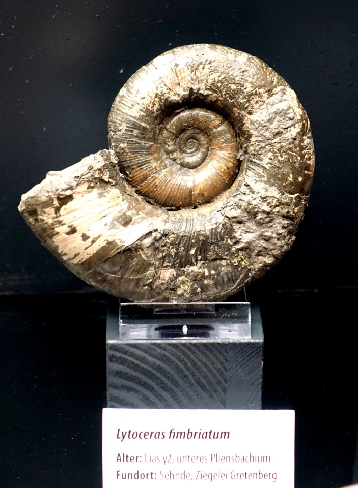 Lytoceras fimbriatum - Naturhistorisches Museum, Braunschweig, Germany - DSC05116