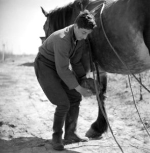 Man met een paard in het Joodse werkdorp in de Wieringermeer, Bestanddeelnr 254-4921