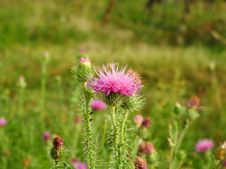 Purple thistle flower nature