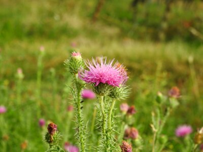 Purple thistle flower nature photo