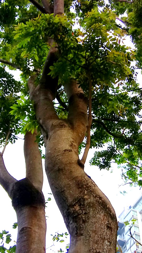 Lysidice rhodostegia - Leisure and Cultural Services Department - Hong Kong - 0427181727b