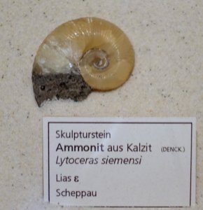 Lytoceras siemensi - Naturhistorisches Museum, Braunschweig, Germany - DSC05255