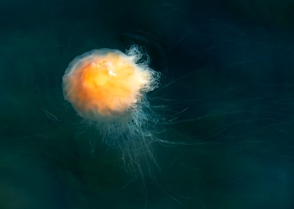 Lion's mane jellyfish in Gullmarn fjord at Sämstad 4
