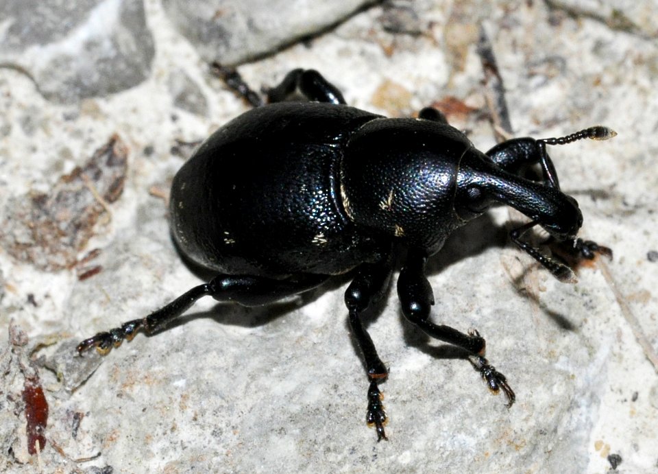 Liparus-coronatus-03-fws
