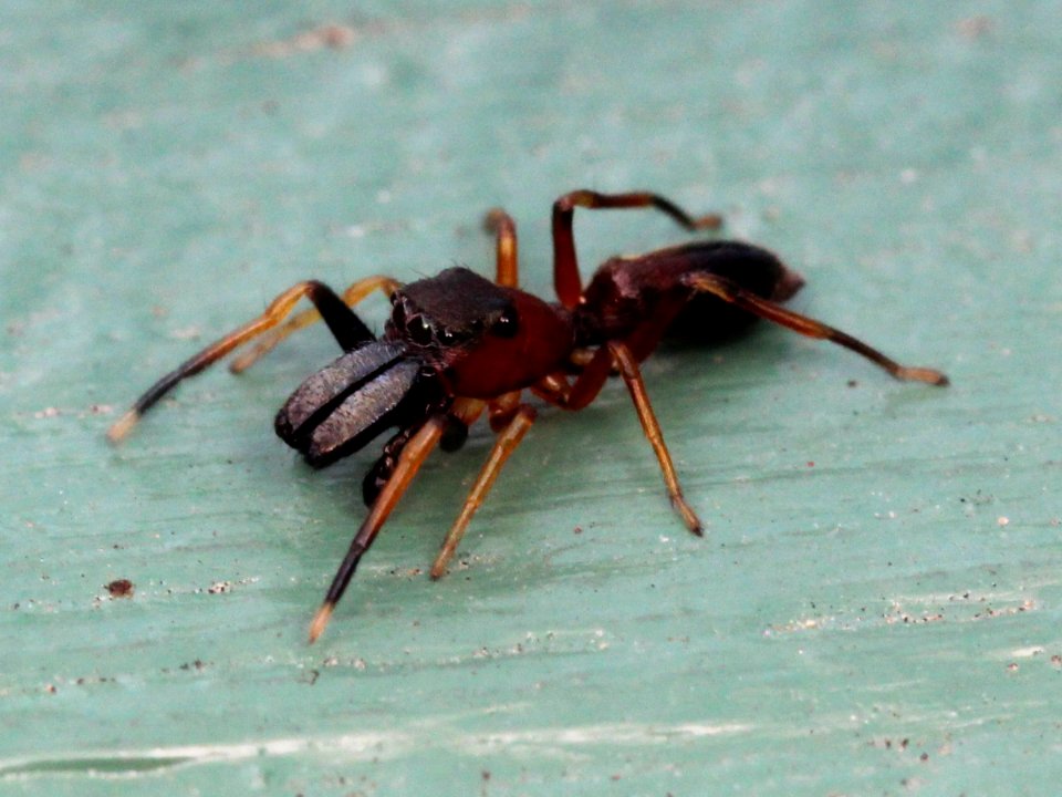 Male Myrmarachne formicaria 02