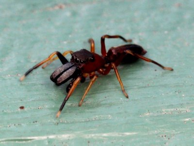 Male Myrmarachne formicaria 02