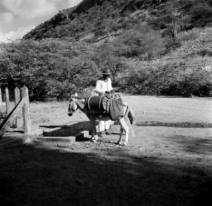 Man met ezel met watertonnen op Bonaire, Bestanddeelnr 252-8369