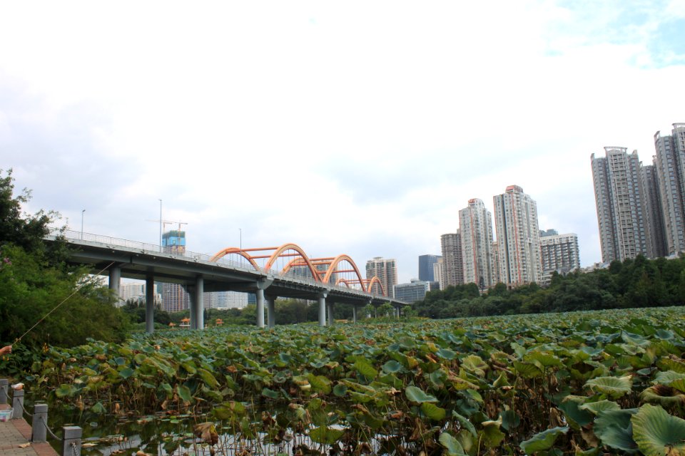 Lotus pond of Honghu Park29