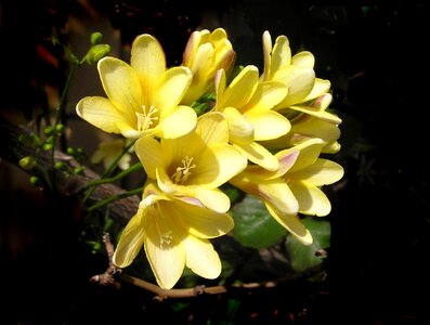 Spring bulbs garden