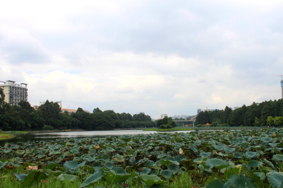 Lotus pond of Honghu Park51