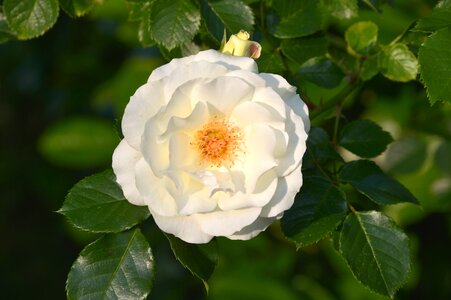 Rose blossom bloom