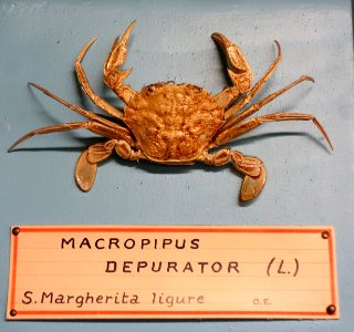 Liocarcinus depurator (Macropipus depurator) - Museo Civico di Storia Naturale Giacomo Doria - Genoa, Italy - DSC03228