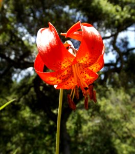 Lilium pardalinum pitkinense