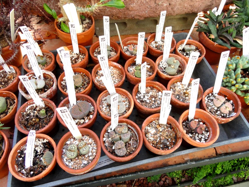 Lithops collection - Lyman Plant House, Smith College - DSC04311