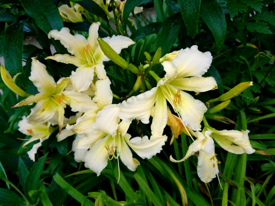 Lilies - Arlington, MA - 01
