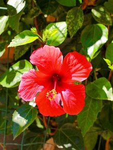Red flower garden summer
