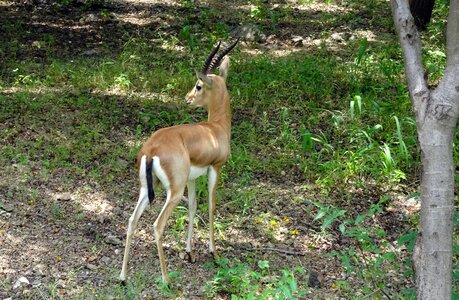 Ravine deer gujarat chinkara g photo