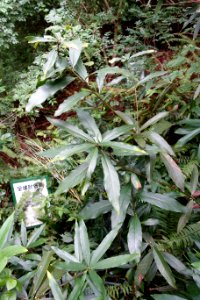 Lindera setchuenensis - Chengdu Botanical Garden - Chengdu, China - DSC03341