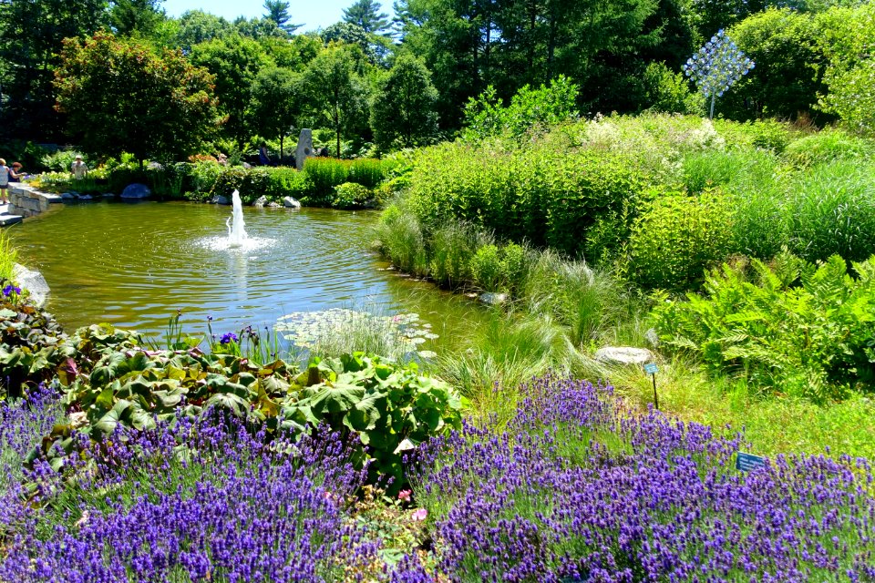 Little pond - Coastal Maine Botanical Gardens - DSC03114