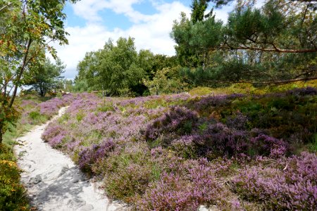 Lippische Velmerstot - 10