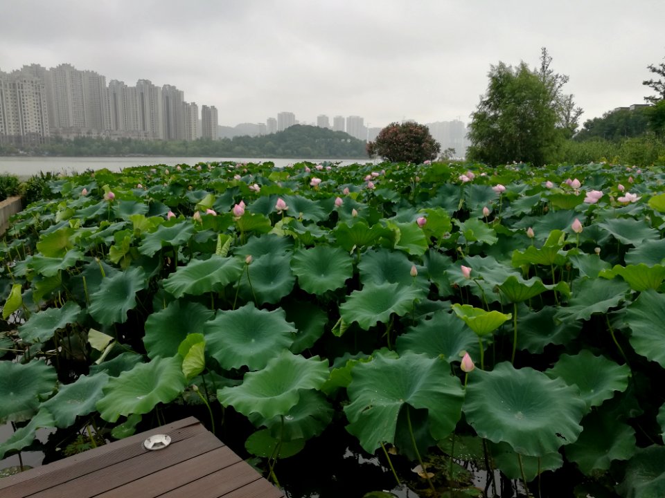 Lotus pool near Meixi Lake, in Changsha, Hunan, China, Picture2
