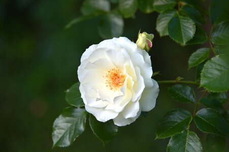 Rose blossom bloom photo