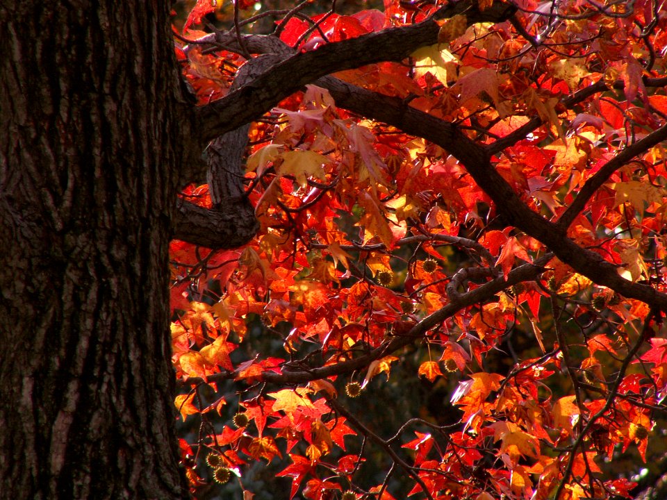 Liquidambar styraciflua, Allegheny Cemetery, 2015-11-02, 07