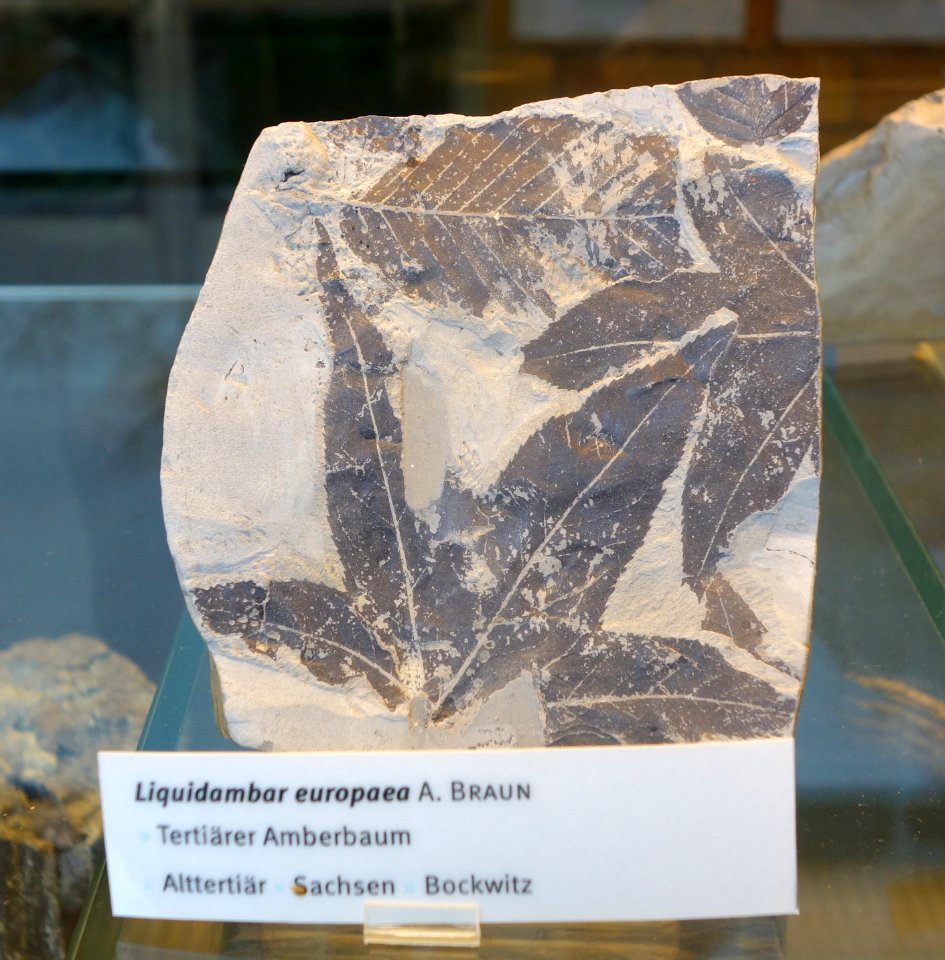 Liquidambar europaea fossil - Botanischer Garten, Dresden, Germany - DSC08470