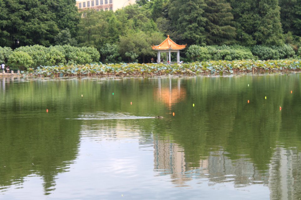 Lotus pond of Honghu Park40