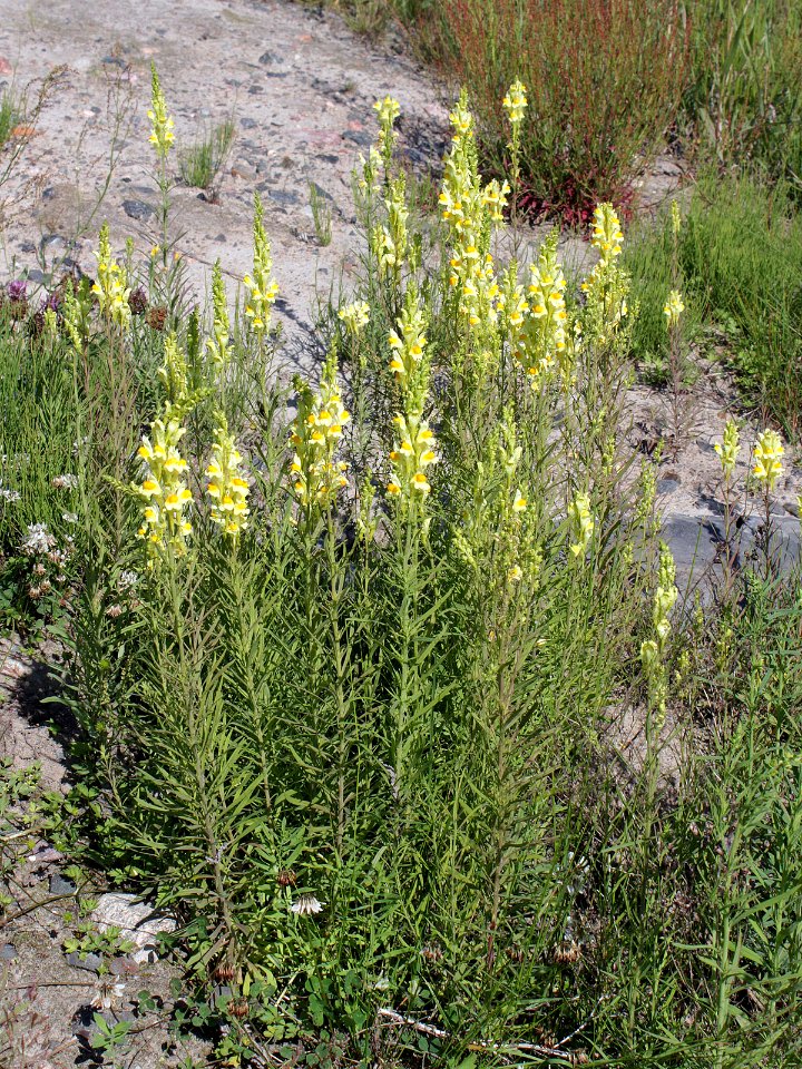 Linaria vulgaris Oulu, Finland 26.06.2013 img 1