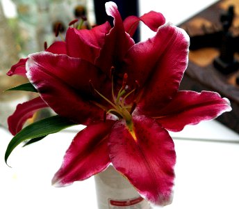 Lilium 'Metropolitan'