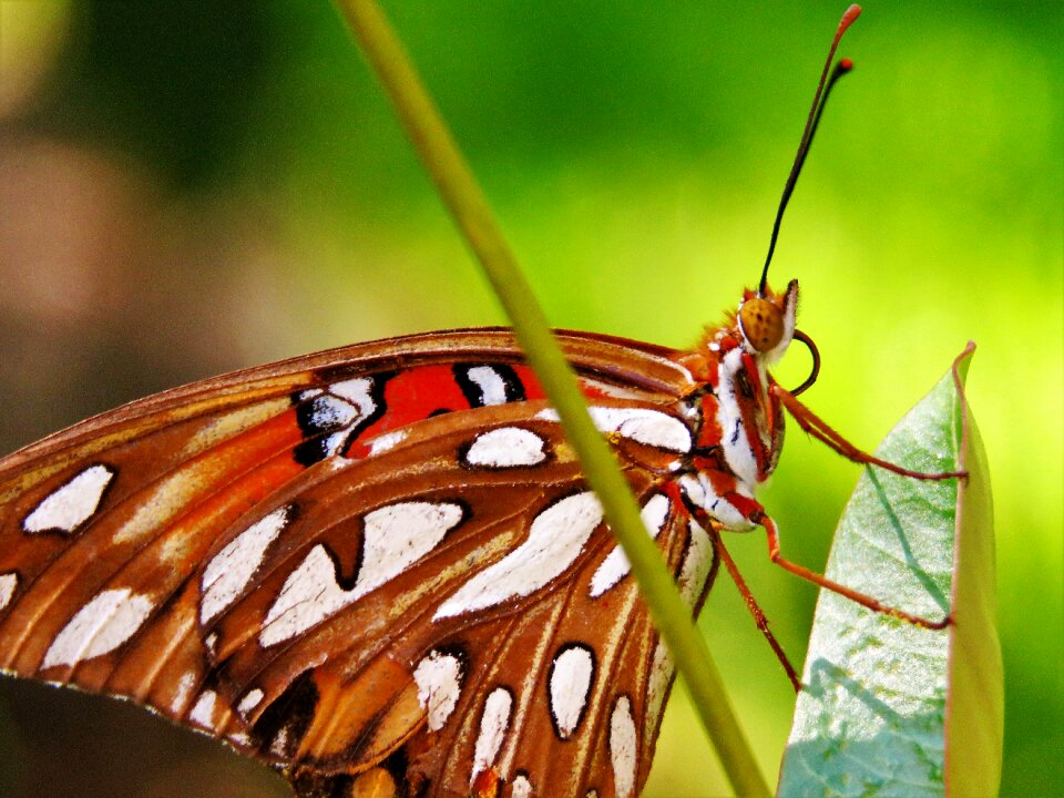 Orange brown rust